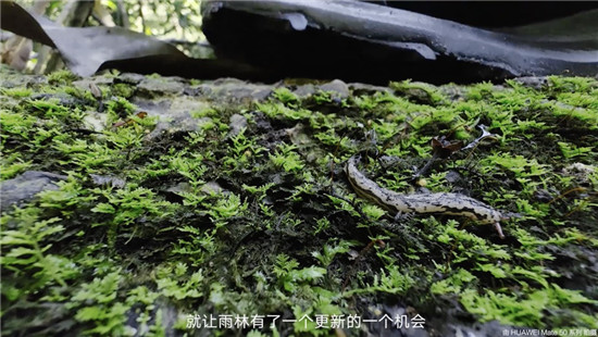 去雨林深处，听大象长吟，自然纪录片《寻象》正式上线！