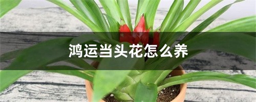 鸿运当头花怎么养（如何养殖鸿运当头花）