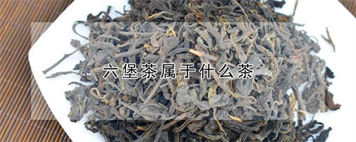 >六堡茶属于什么茶（六堡茶是什么茶类的茶叶）