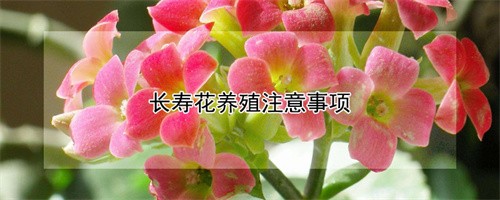 长寿花的养殖方法和注意事项（养殖长寿花需要注意什么）