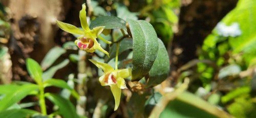 植物医生深耕石斛研究，公益行动回馈高山生物多样性