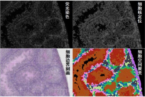 开创性技术｜百创S系列空间转录组细胞分割技术正式发布