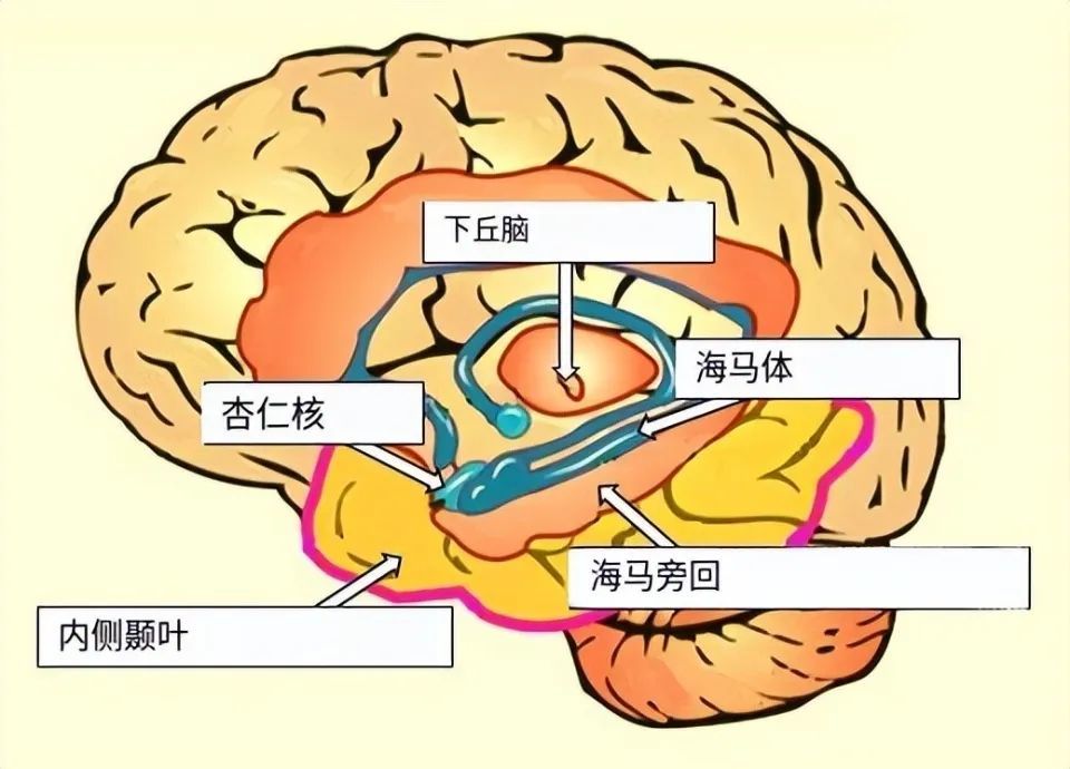 人脑奇怪现象：为什么我们对陌生的事会感到熟悉，而熟悉的事却又会感到陌生？