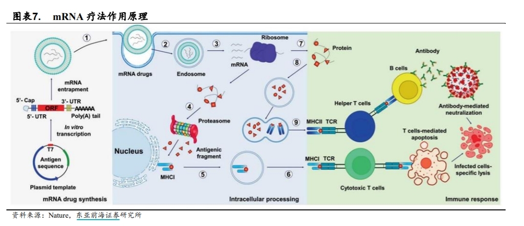 mRNA终于拿下诺奖：有何应用前景？上市公司都有哪些布局？