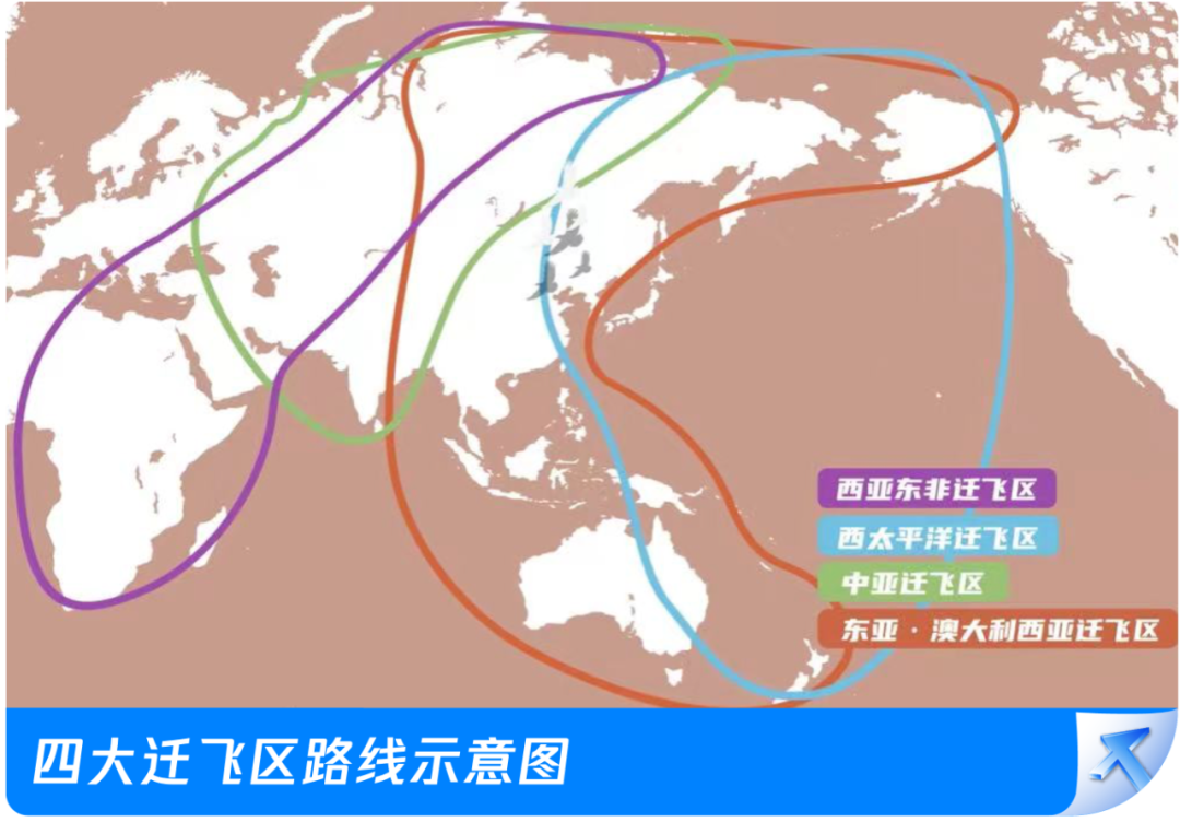 腾讯总部大厦“贴膜”了！为了它们