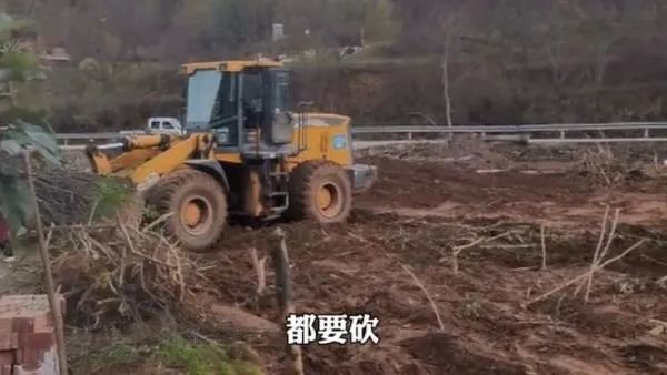 3万多棵国槐被强行砍掉？当地调查：违规占用永久基本农田，3人拒绝整改