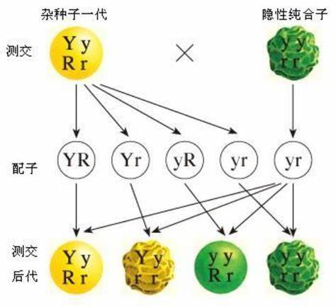 科学家成功合成酵母所有染色体，人造生命真要来了？