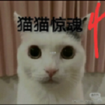 猫猫惊魂4